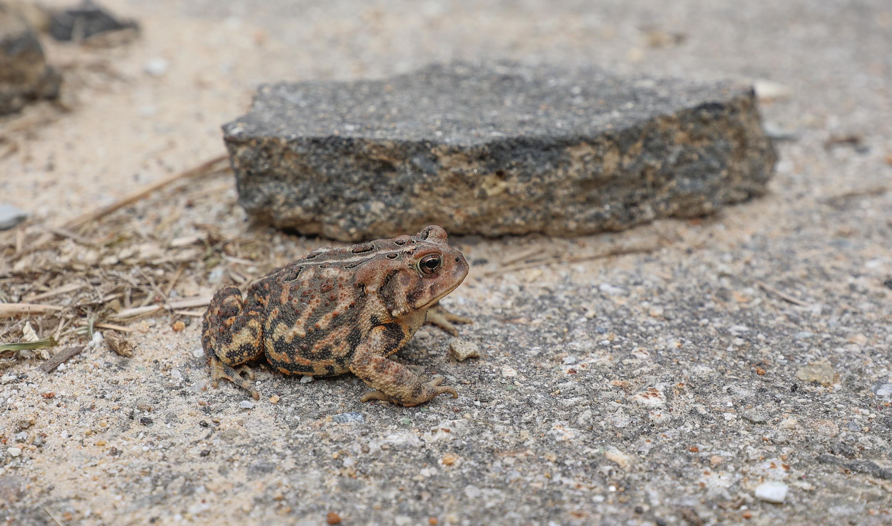 34 Stevens Drive Concord, NH 03301 - Photo 8 of 23
