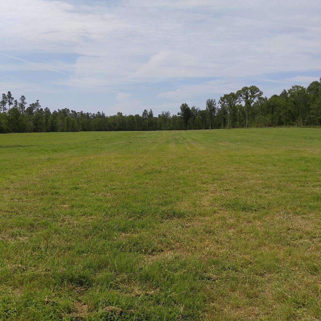 385 Bluffwood Road Wagener, SC 29164 - Photo 3 of 11
