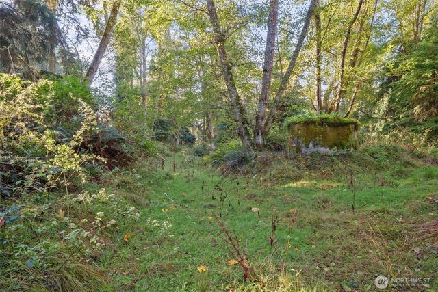 a view of a forest with a tree