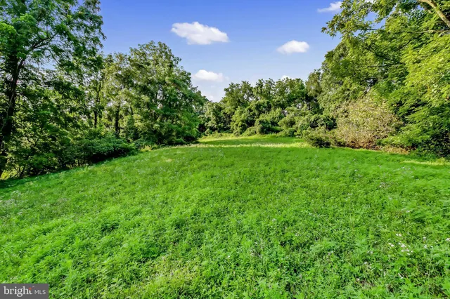 a view of a lush green space