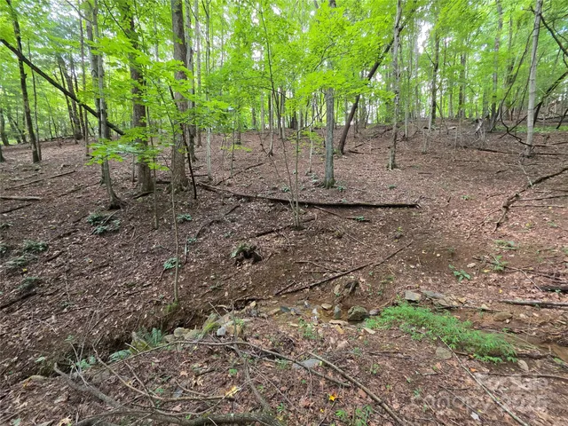 a view of a forest with trees in the background