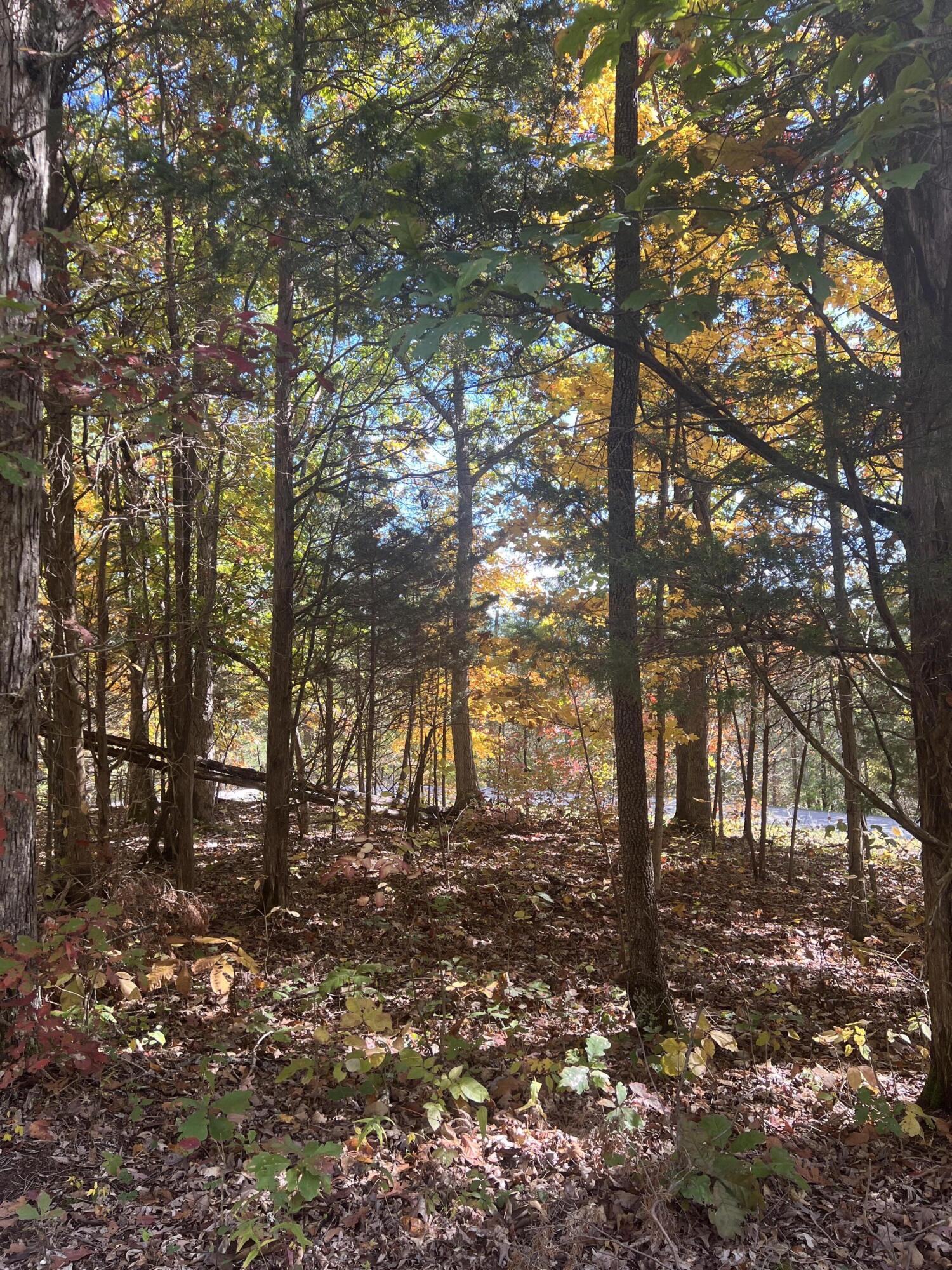 1 Plummer Road Stamping Ground, KY 40379 - Photo 3 of 12 image_123927839
