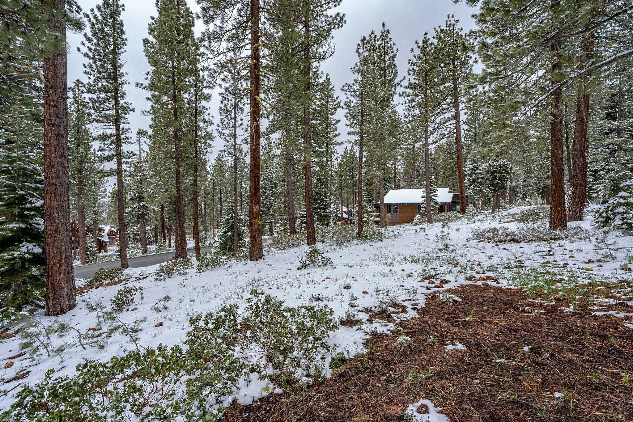 11990 Cavern Way Truckee, CA 96161 - Photo 4 of 8 a view of a forest filled with trees
