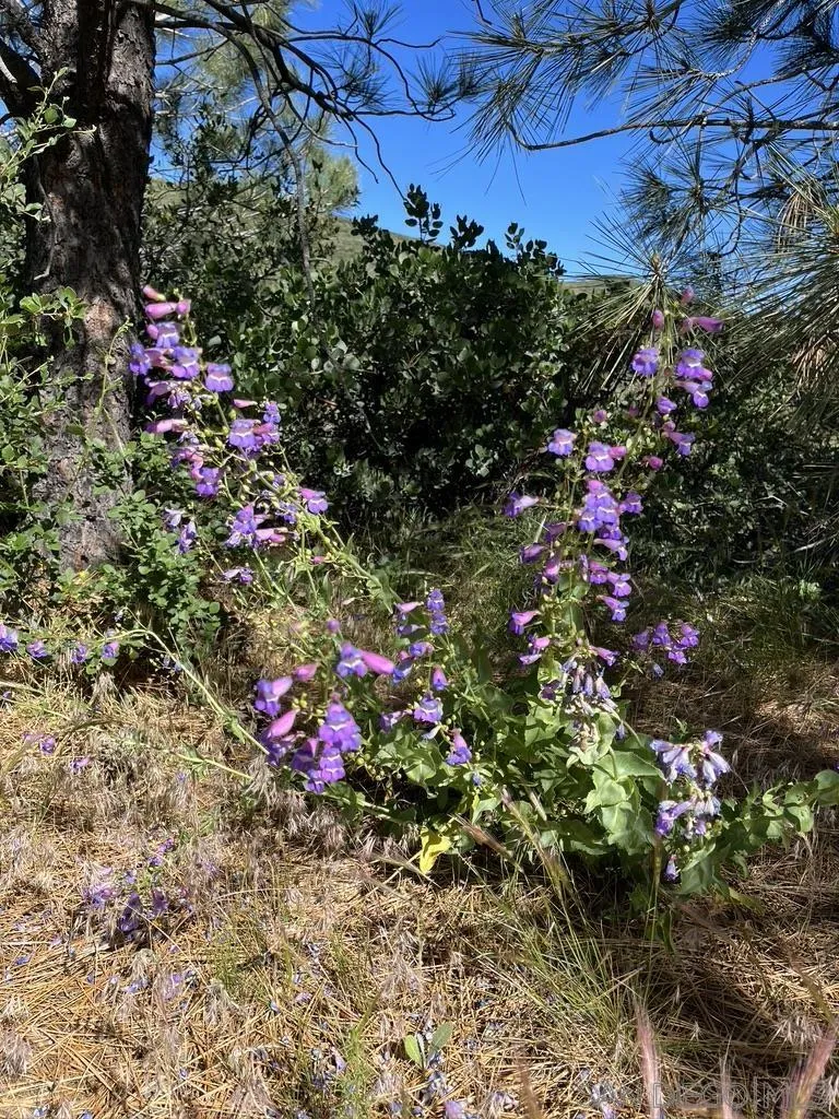 0 Thing Valley Road Pine Valley, CA 91962 - Photo 21 of 24 Gallery Image 21