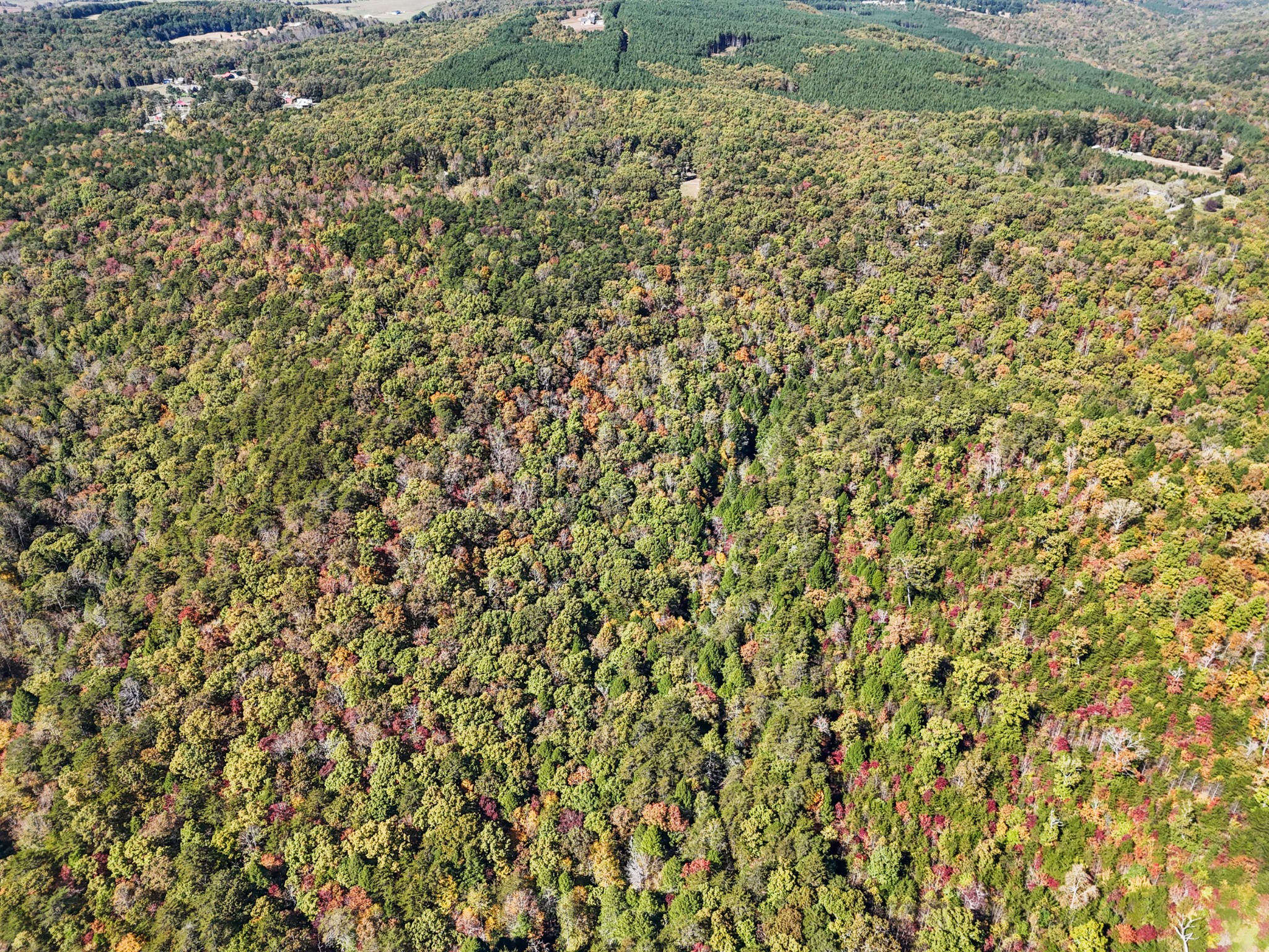 2131 Stewart Road Graysville, TN 37338 - Photo 16 of 21 a close up of a plant