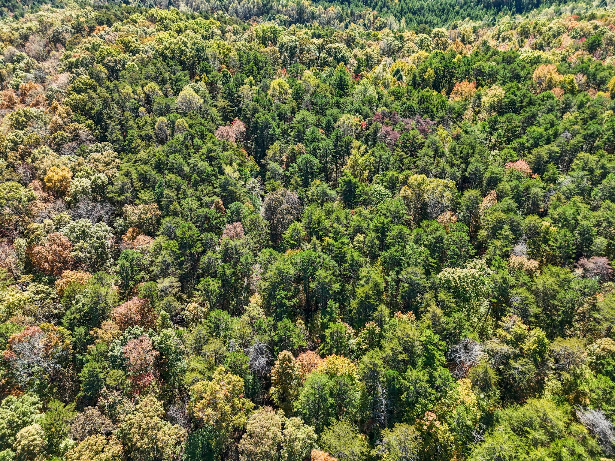 2131 Stewart Road Graysville, TN 37338 - Photo 19 of 21 with view of a yard