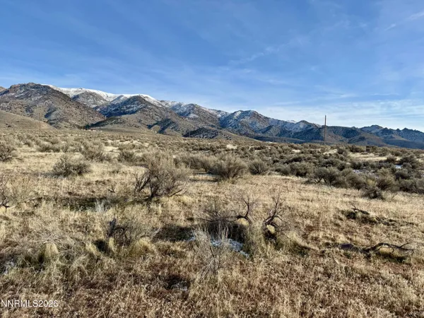 a view of a large tree with mountains in the background