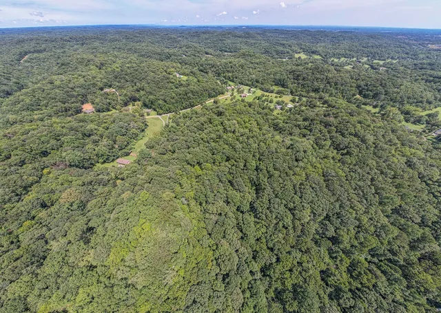 a close up of a plant in a yard