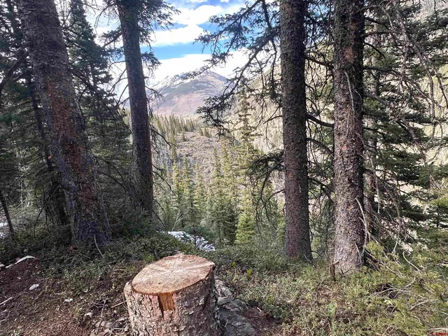 a view of a backyard with plants and trees