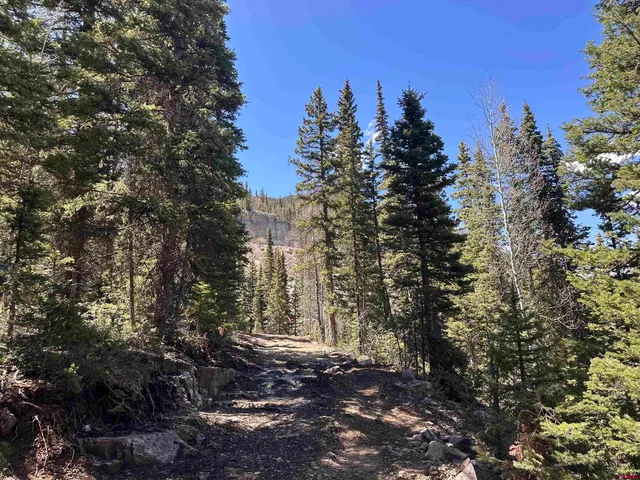 a view of a forest with trees in the background