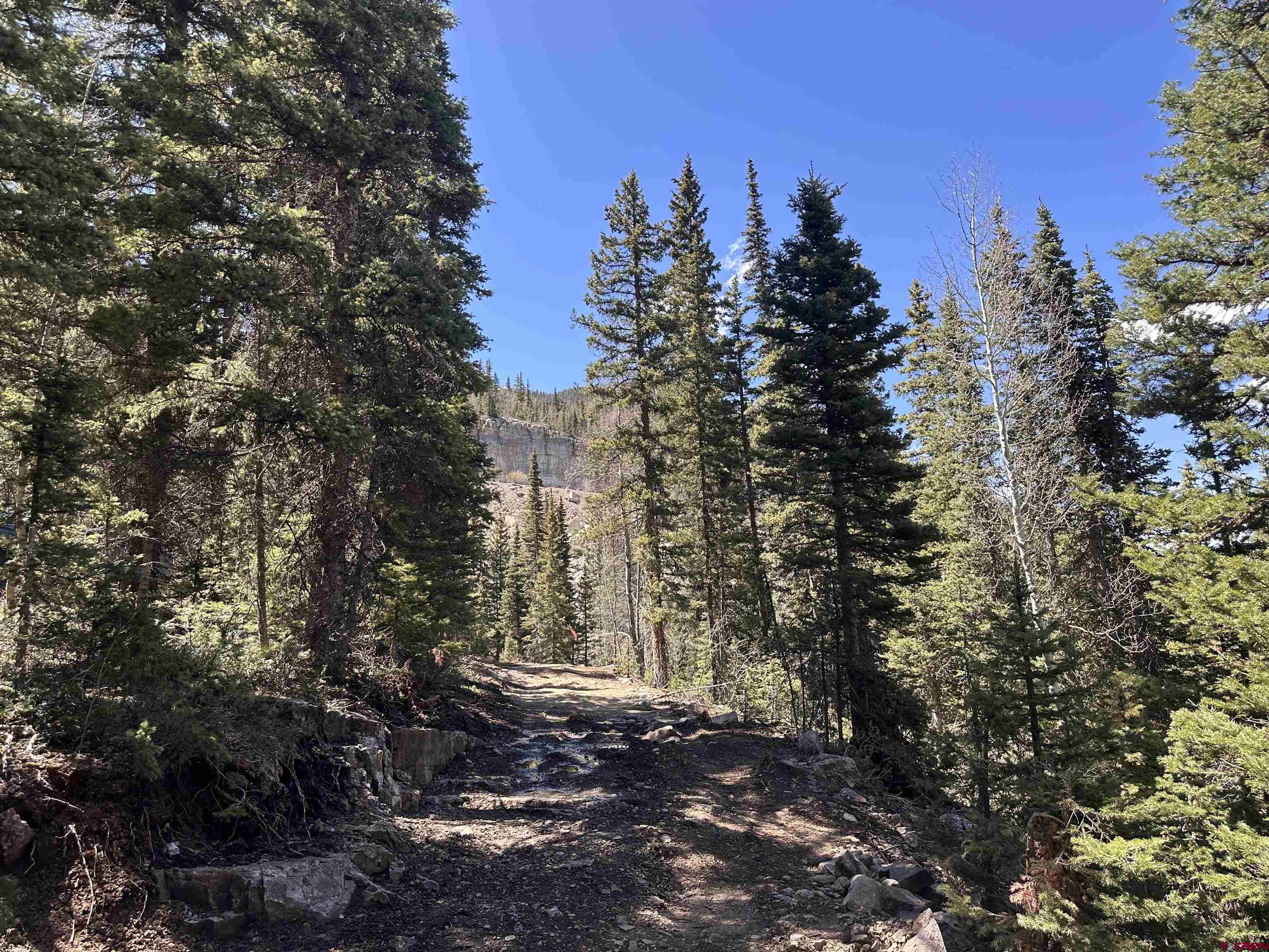 550 Highway 550 Durango, CO 81301 - Photo 6 of 6 a view of a forest with trees in the background