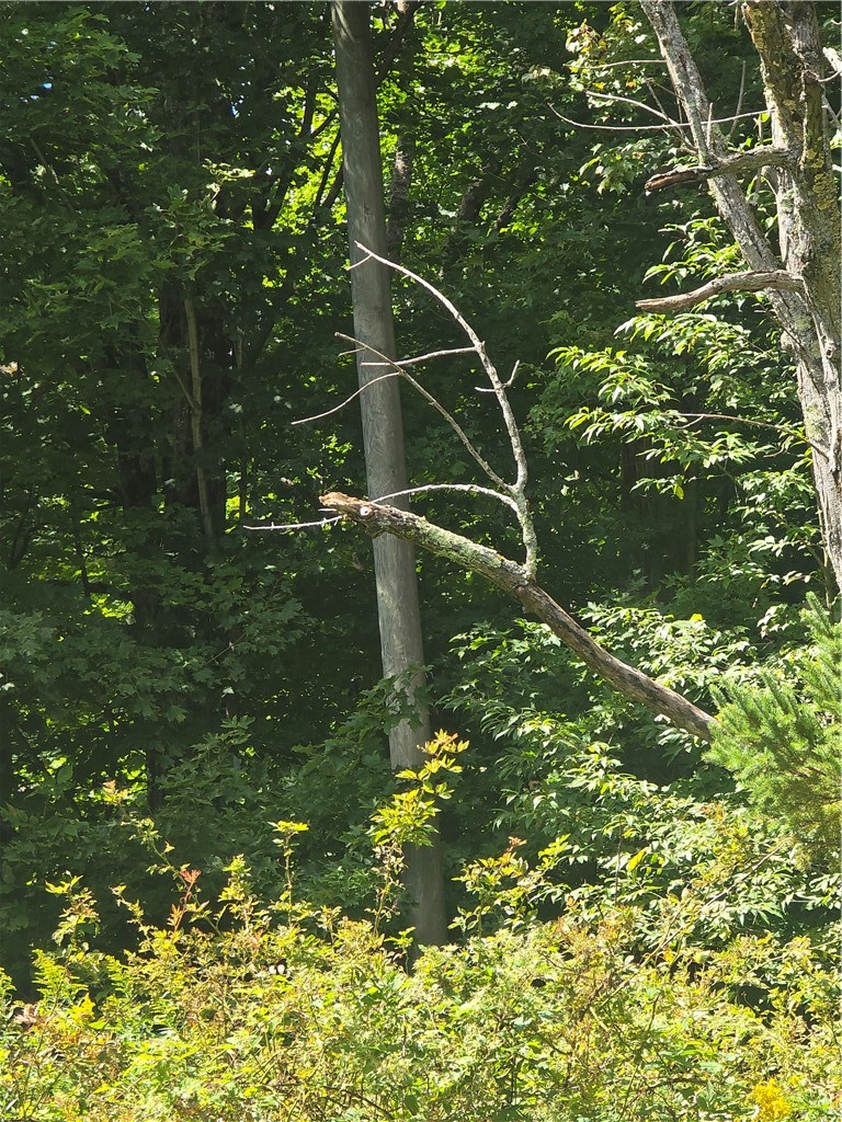 213 Geiss Road Greene, NY 13787 - Photo 18 of 24 Electric pole