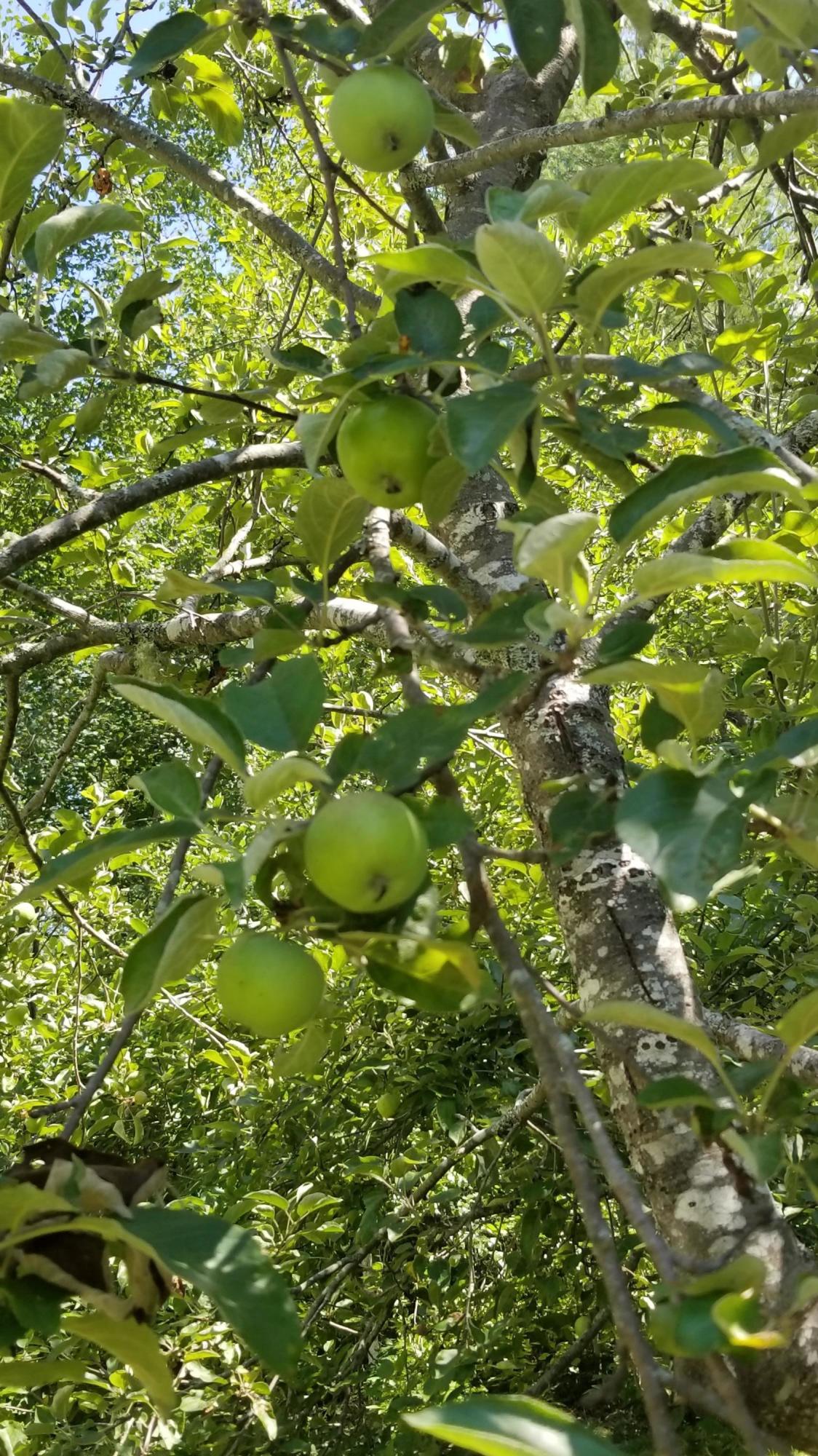 336 Point Road Ellsworth, ME 04605 - Photo 30 of 32 Apple Tree