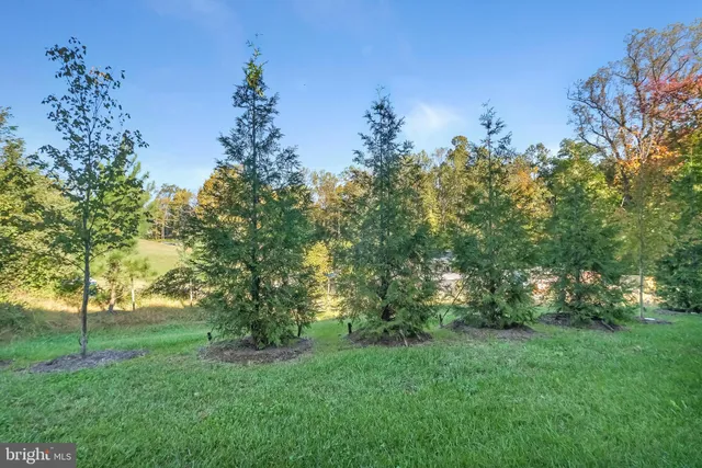 a view of a trees with a yard