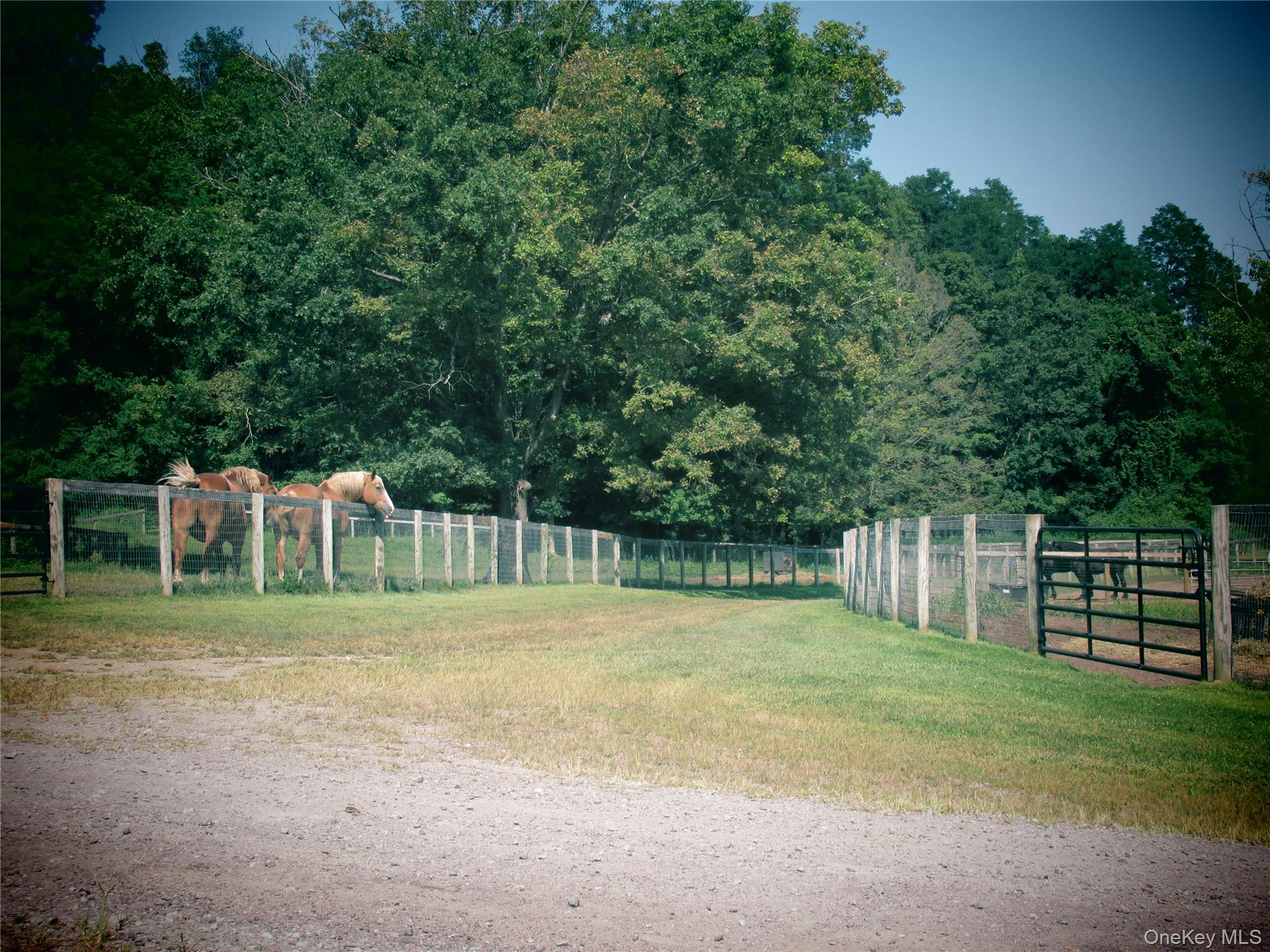 63 River Road, Unit B Pawling, NY 12564 - Photo 20 of 24 Paddocks and path leading to private lake