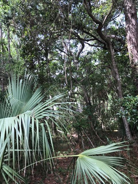 2876 Captain Sams Road Johns Island, SC 29455 - Photo 8 of 21 2876 Cap'n Sams