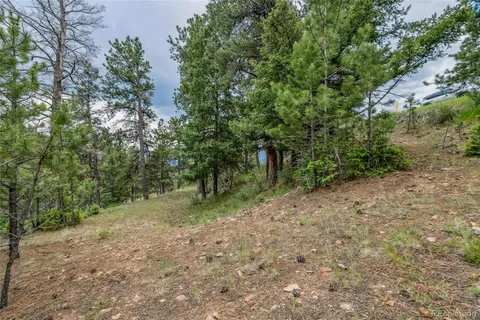 a view of a forest with trees in the background