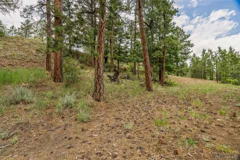 a view of a forest with trees in the background