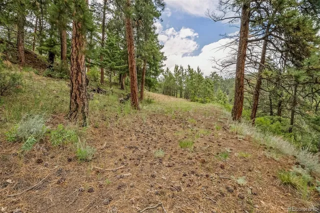 a view of a yard with trees