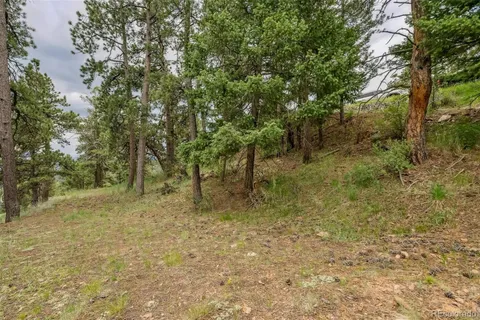 a view of a forest with trees in the background