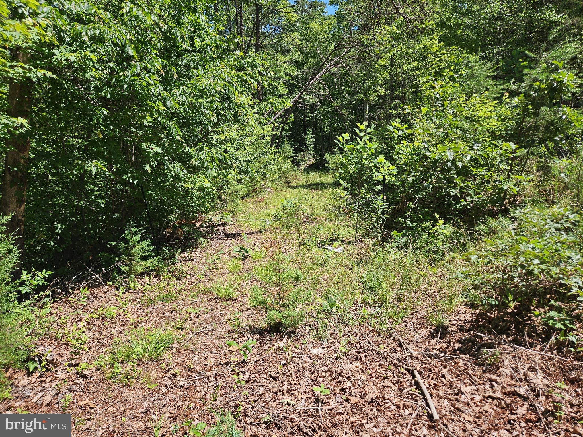 15-ac Manteo Road Buckingham, VA 23921 - Photo 9 of 18