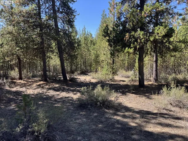 a view of a forest with trees