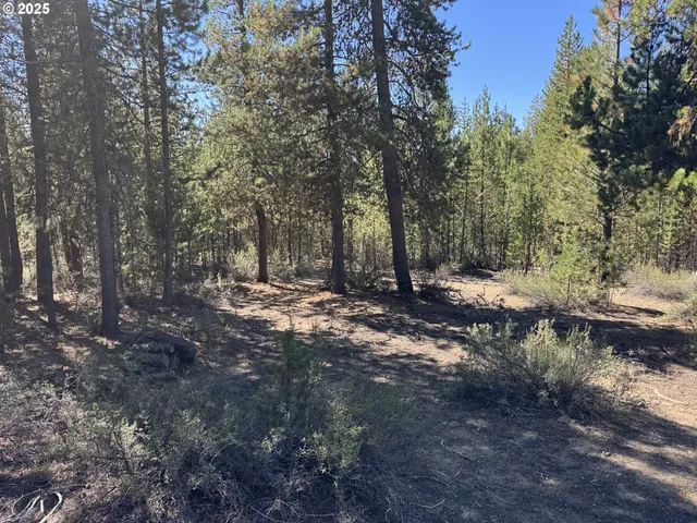 a view of a forest with trees