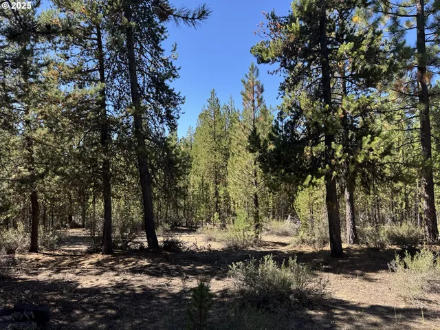 a view of a yard with trees