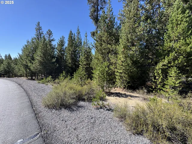 a view of a forest filled with trees