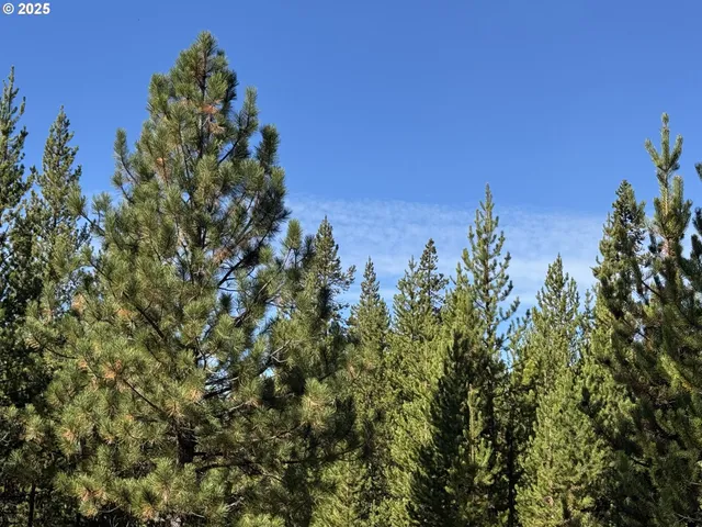 a view of a tree with a yard