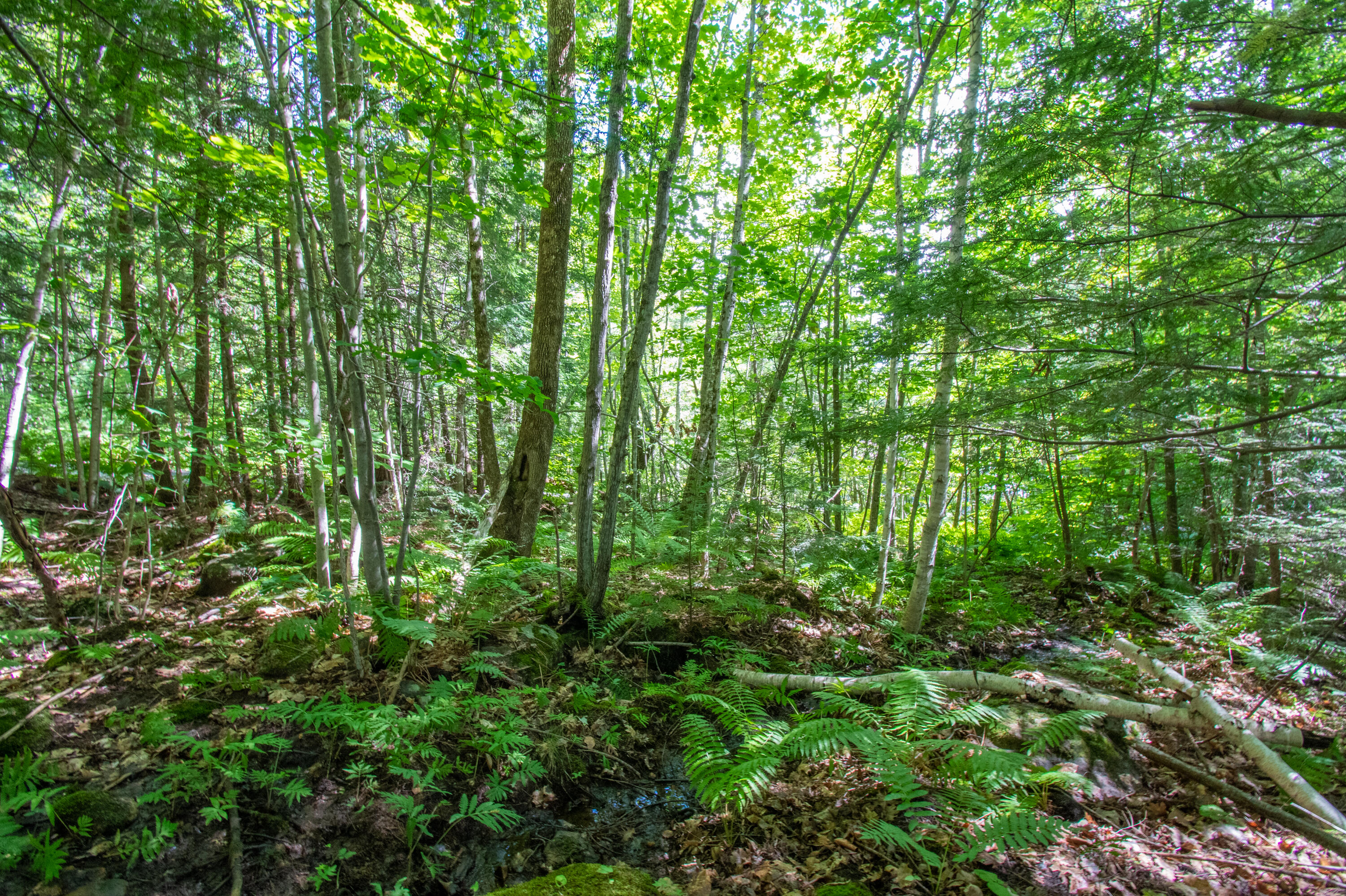 0 Vista Road Raymond, ME 04071 - Photo 10 of 31 0VistaRd.Raymond-09