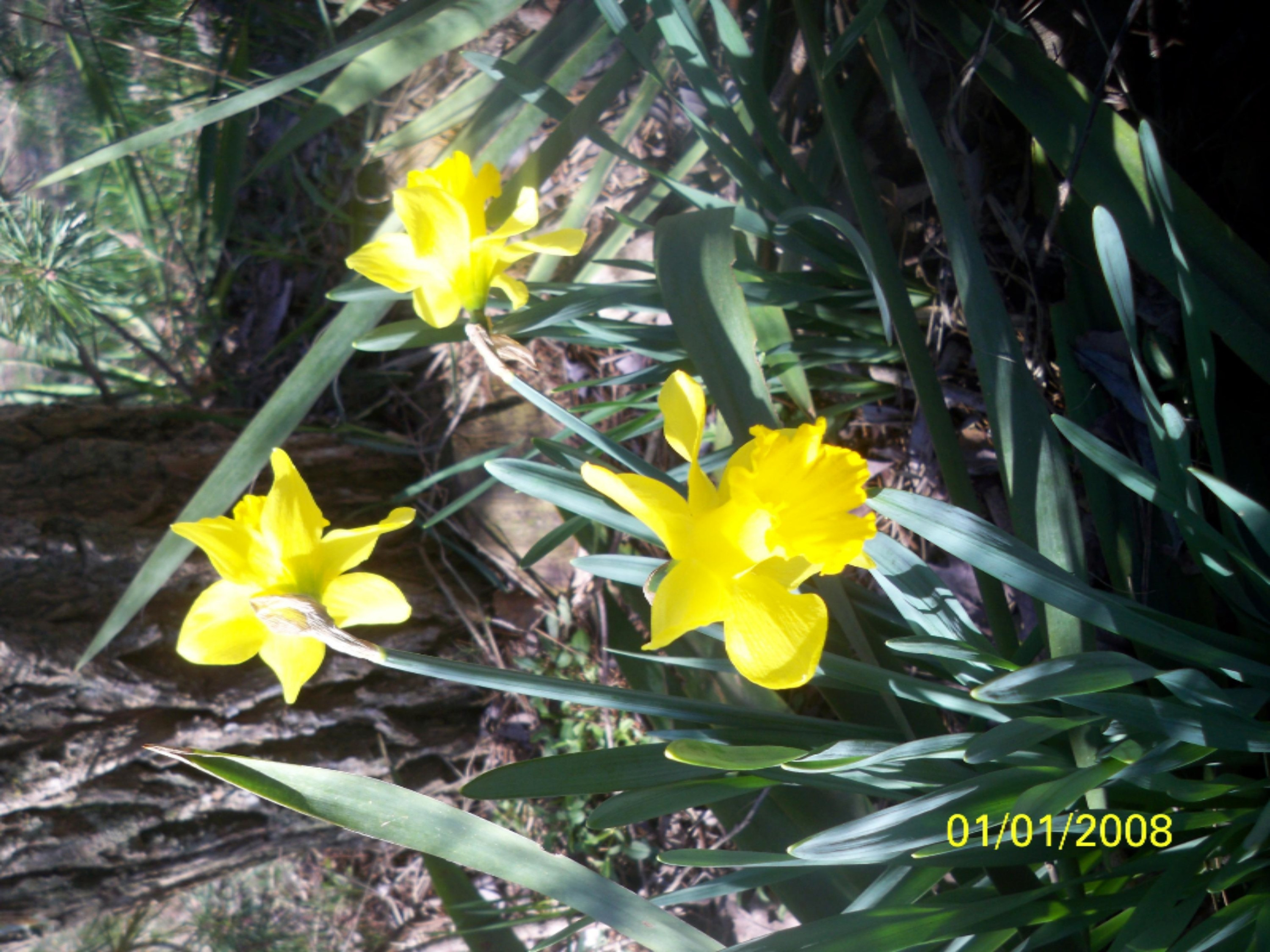 5437 South Dangl Road Fruitport, MI 49415 - Photo 16 of 21 #16 flowers