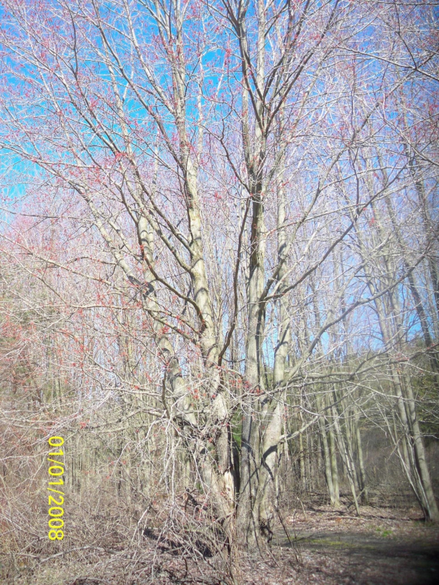 5437 South Dangl Road Fruitport, MI 49415 - Photo 17 of 21 #17tree