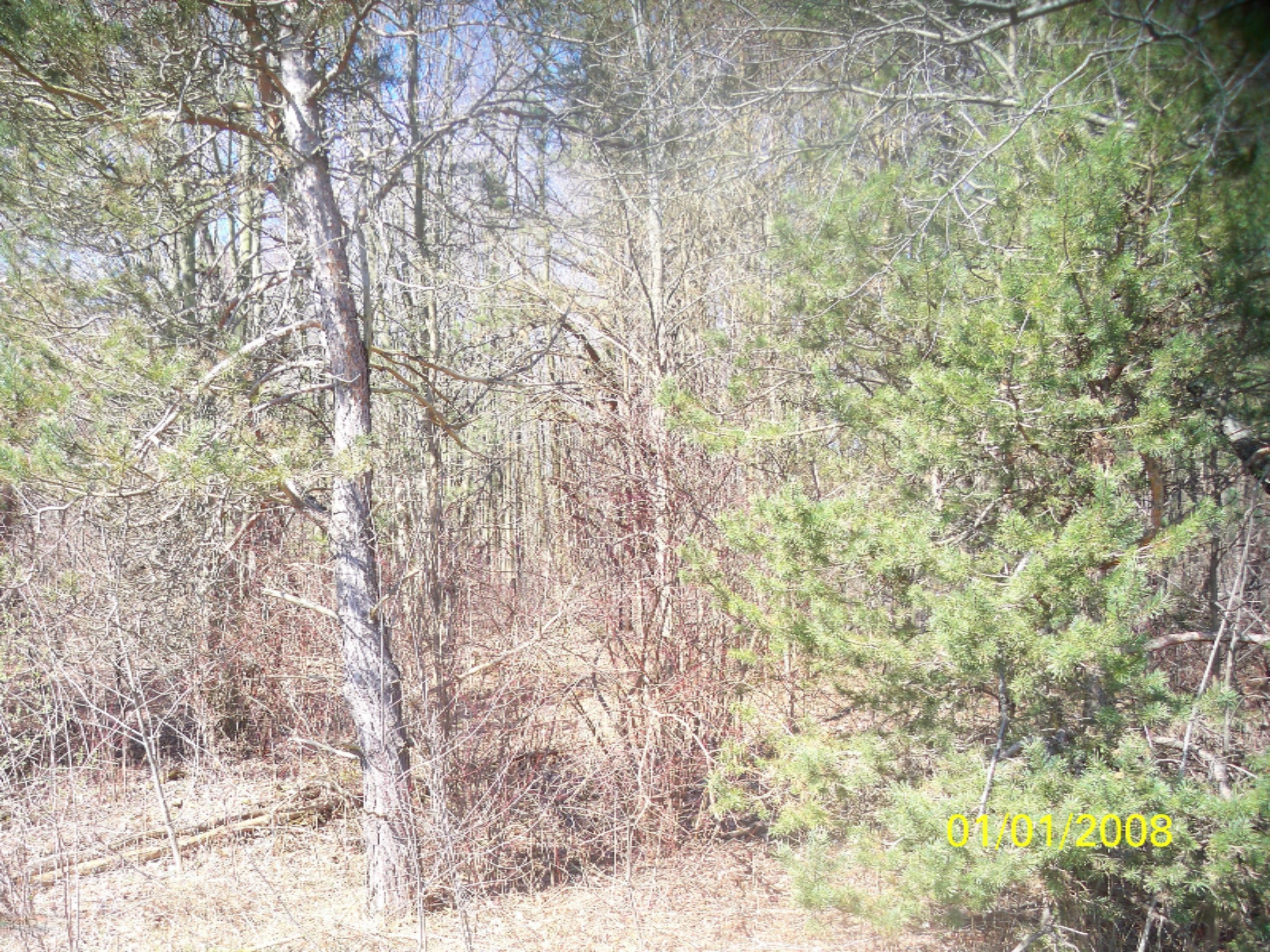 5437 South Dangl Road Fruitport, MI 49415 - Photo 18 of 21 #18 tree1
