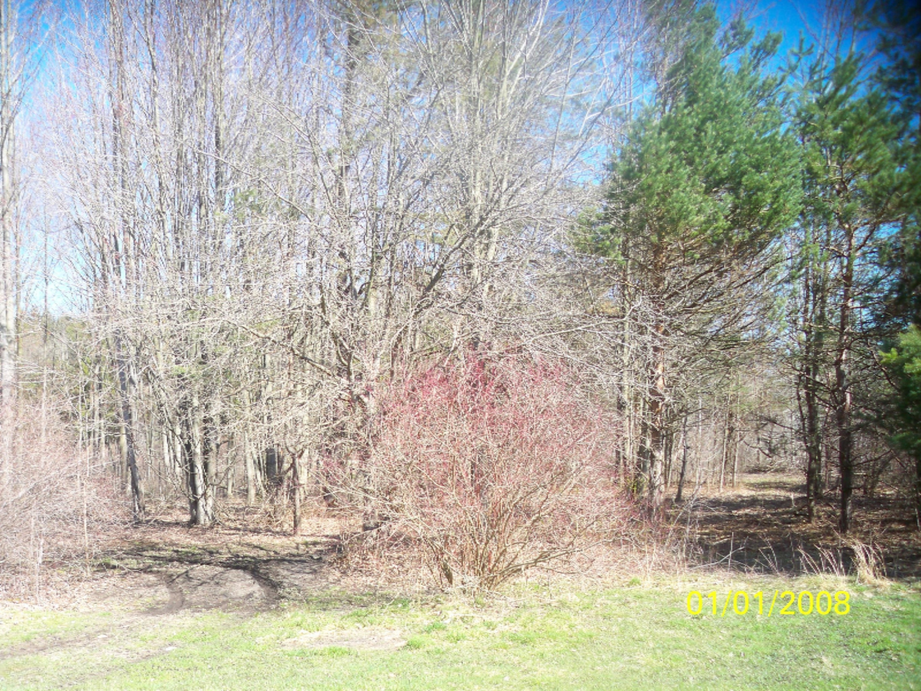 5437 South Dangl Road Fruitport, MI 49415 - Photo 19 of 21 #19 woods