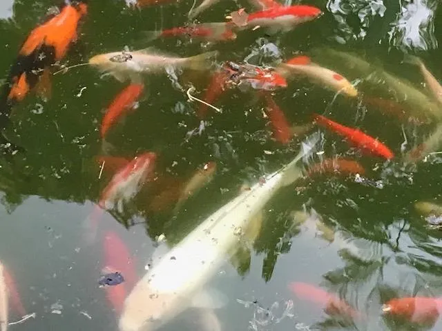 a black and white photo of a book