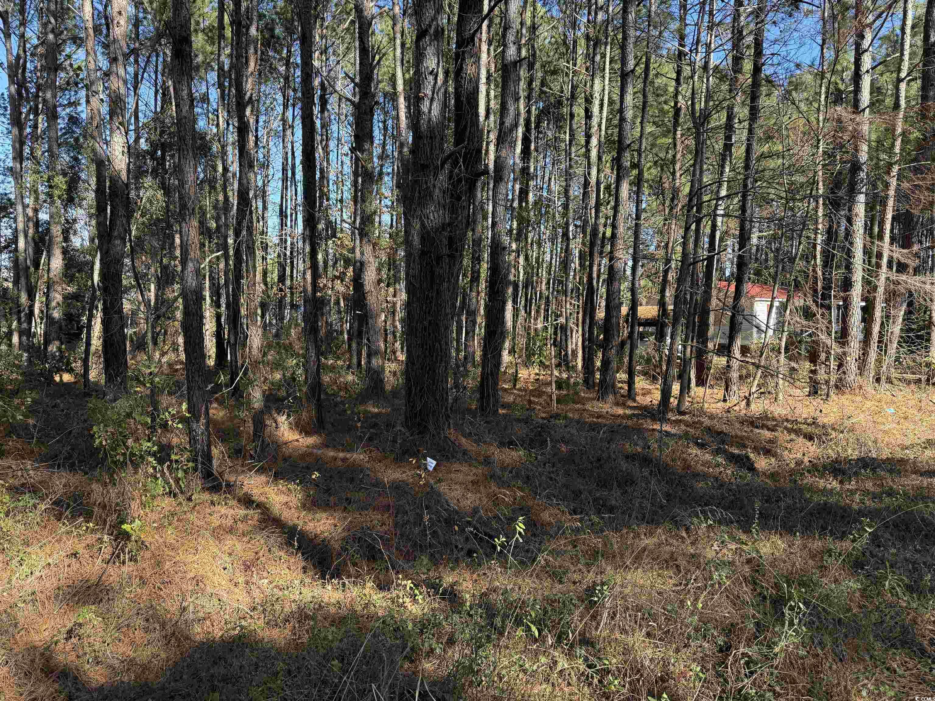 7 Orange Blossom Street Andrews, SC 29510 - Photo 7 of 7