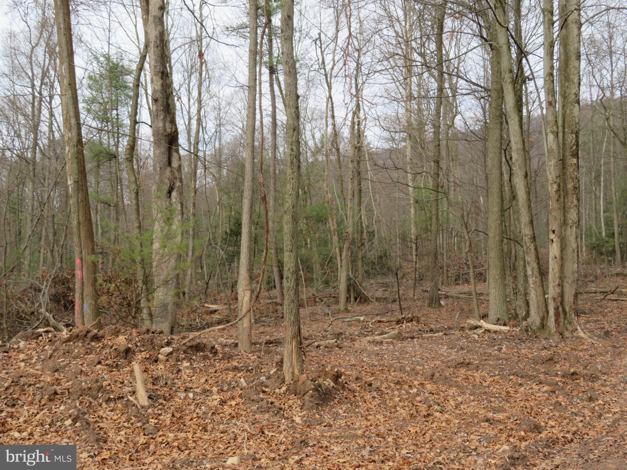 0 Mill Road Dornsife, PA 17823 - Photo 3 of 5