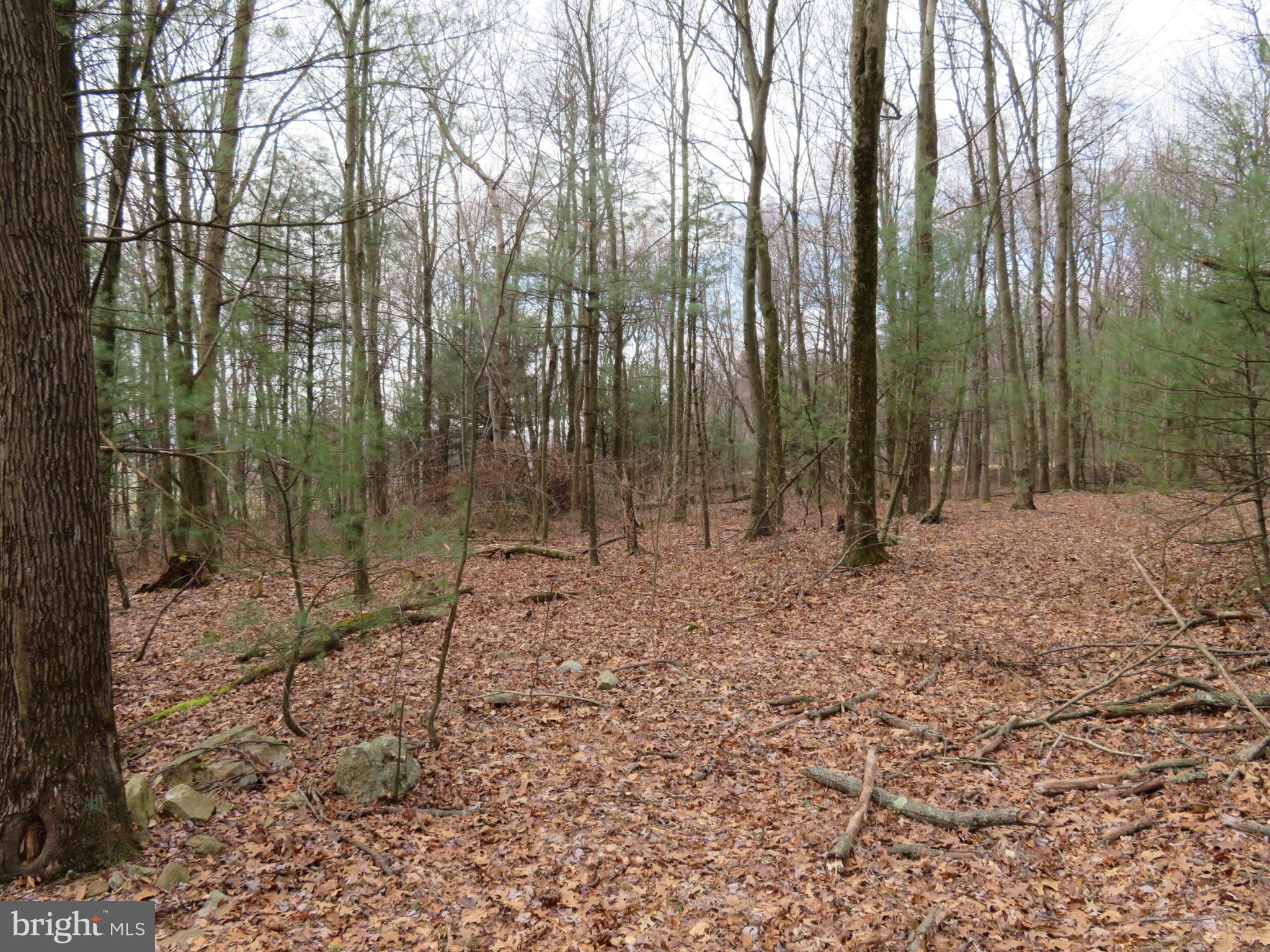 0 Mill Road Dornsife, PA 17823 - Photo 4 of 5