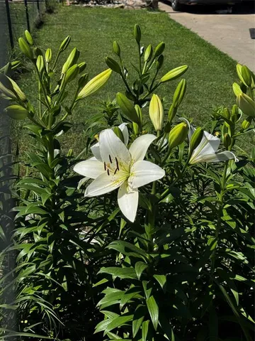 $449,000 | 295 County Road 1451, Bonham, TX 75418