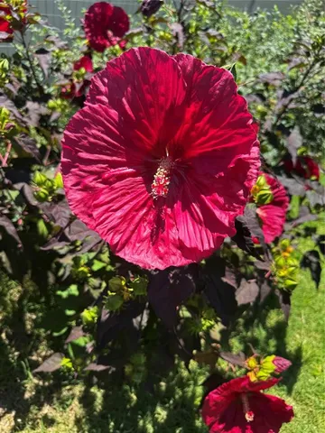 $449,000 | 295 County Road 1451, Bonham, TX 75418