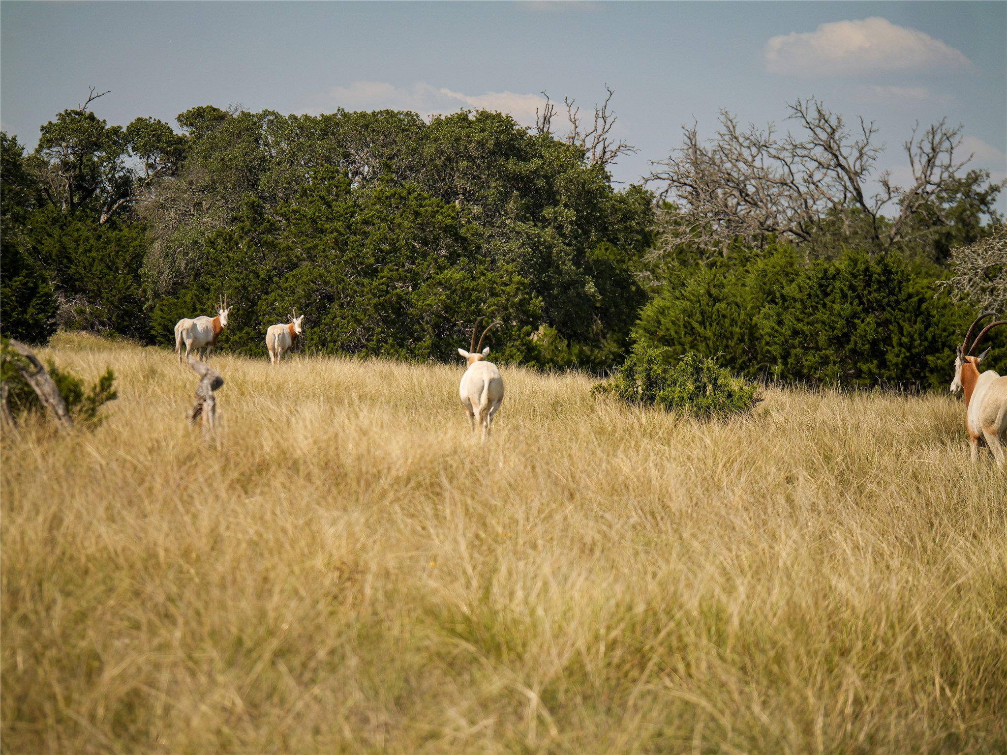 39 Buckskin Path Fredericksburg, TX 78624 - Photo 15 of 23 a view of ocean view