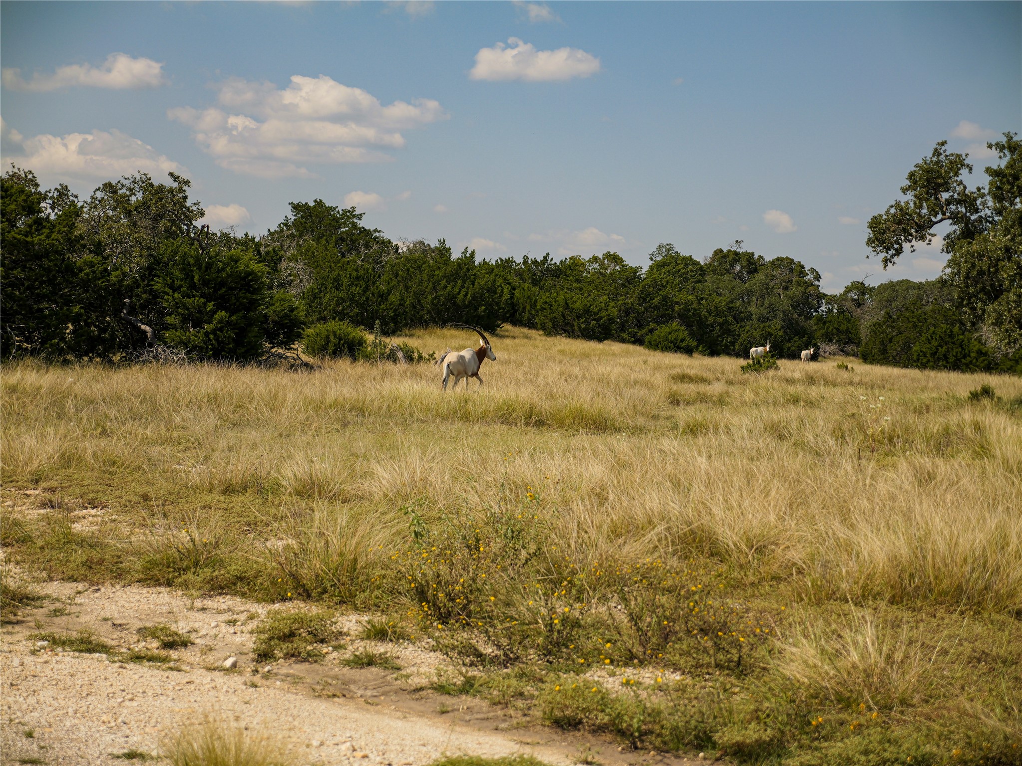 39 Buckskin Path Fredericksburg, TX 78624 - Photo 22 of 23 a view of lake view and mountain