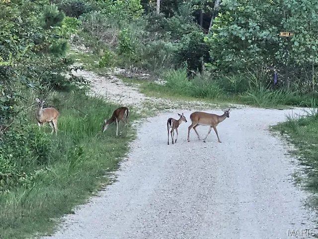 $279,000 | 103 Dollie Lane, Van Buren, MO 63965