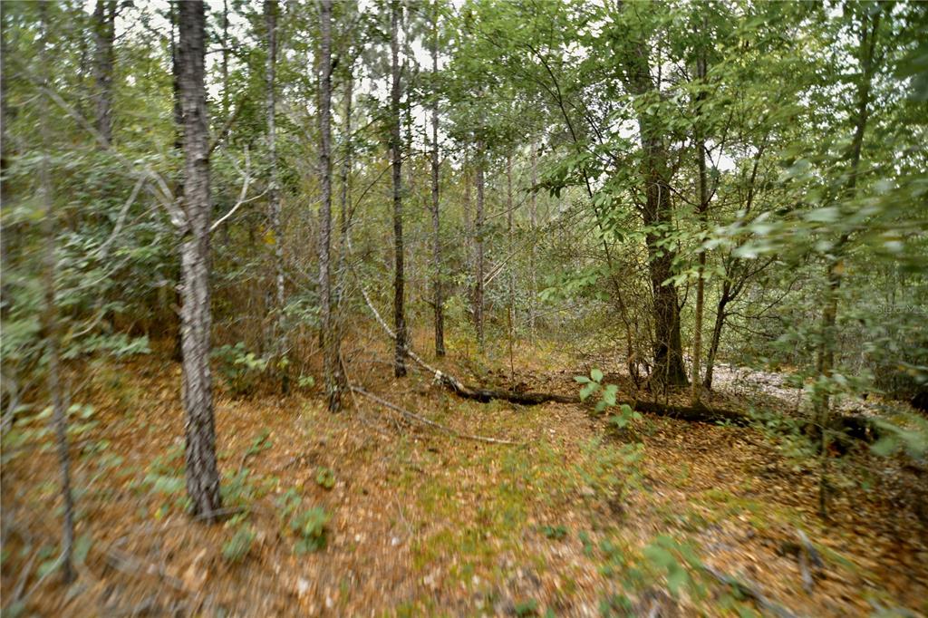 0 Old Federal Road Quincy, FL 32351 - Photo 35 of 81 Gallery Image 35
