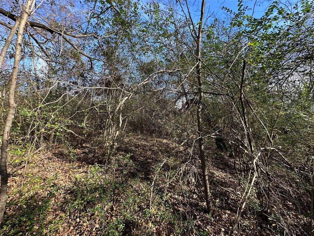 0 County Road 2324 Como, TX 75431 - Photo 13 of 22 a view of a tree