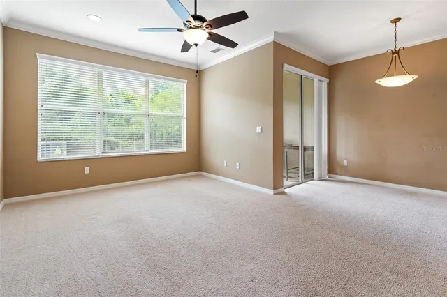 a view of a lush green forest