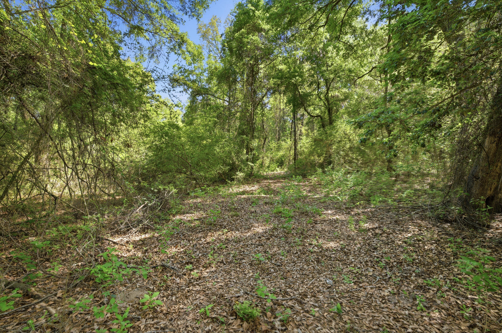 Tbd Hilton Trail Baker, FL 32531 - Photo 8 of 14 a view of outdoor space and trees