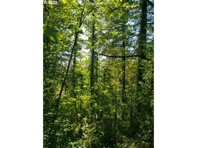 a close up of a tree in a yard