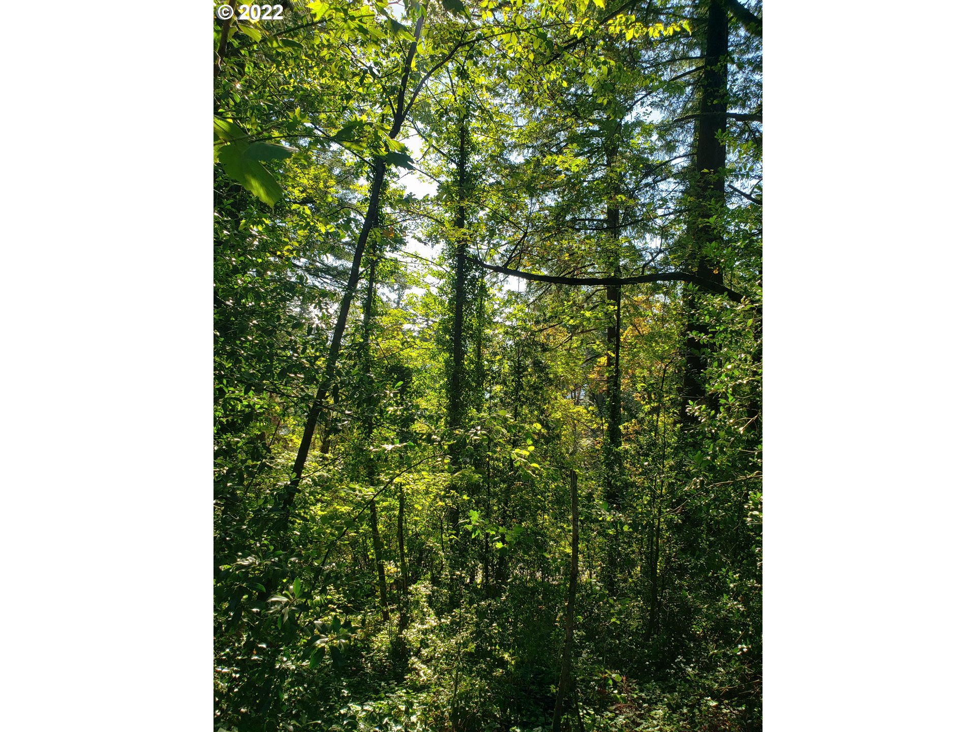 a close up of a tree in a yard